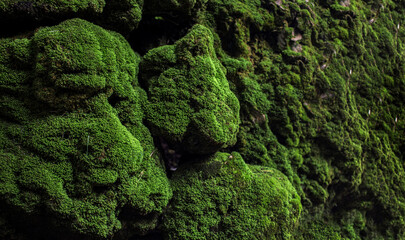 green moss on stone at rain forest