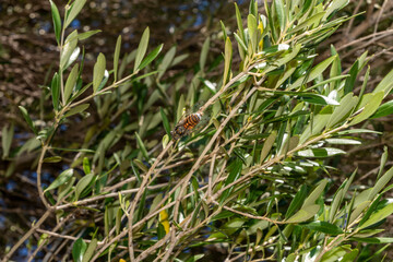 Cicadas. Cicadas in olive branches