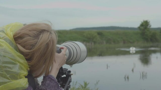 Young blonde photographer, photographing swan on the lake in nature or delta. Wildlife photography
