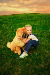 happy little girl with pigtails in denim overalls plays 
on the street with a big chubby dog. The concept of 
love for animals. Take care of animals. Happy child.
Dog breed Chao Chao
