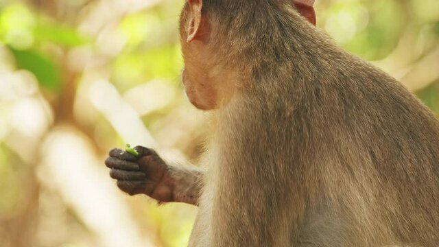 Goa, India. Bonnet Macaque - Macaca Radiata Or Zati. Close Up Portrait. Monkey Eats Leaves.