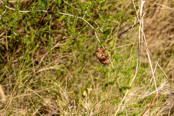 Cicada chrysalis