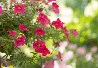 Colorful and bright blooming Petunia flowers (Petunia hybrida). Flowers for hanging planters. Garden flowers. Beautiful flowers in summer.