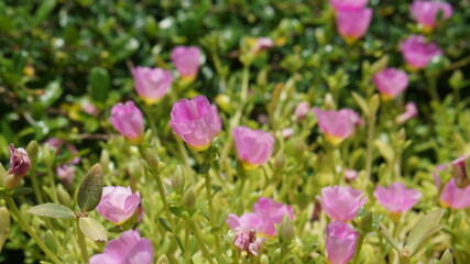 Fototapeta premium pink tulips in spring