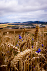 Feld aus goldenem Weizen/Korn mit Kornblumen