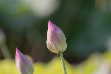 Fototapeta premium つぼみのハス