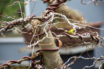 Small bonsai tree in the garden