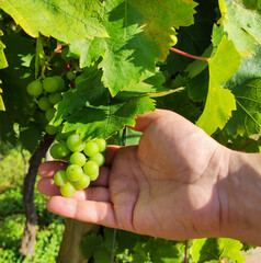 Hand Holding Fresh green Grapes In The Vineyard.