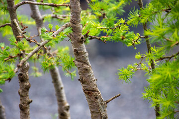 Small bonsai tree in the garden