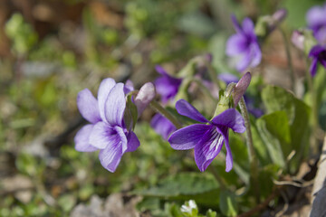 close up Violets in full bloom.