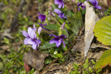 close up Violets in full bloom.