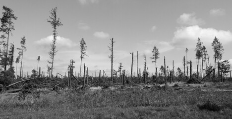 Windy disaster in Kaschubia, Northern Poland.