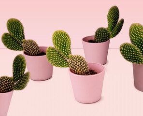 cactus en macetas rosas