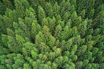 Plantation of spruce trees. Top down aerial view. Green spruce on the slope aerial view. Aerial view from above on the green trees in the forest. Background forest view from above. Dense pine forest