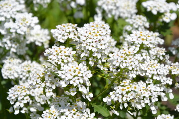 Sweet Alyssum flowers. Small white Lobularia Maritima flower plant for garden borders, alpine rock gardens or hanging baskets. Beautiful summer nature.