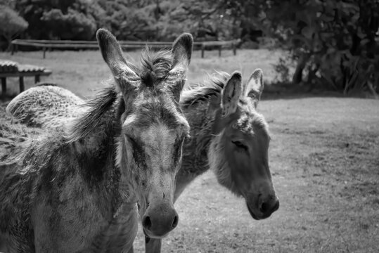 A black and white photograph of two donkeys at a petting zoo in Port Elizabeth South Africa.