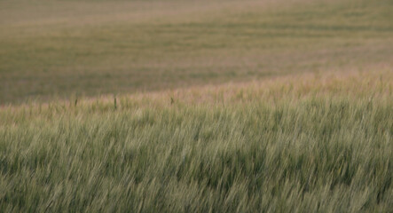 Barley fields in Lostwithiel Cornwall