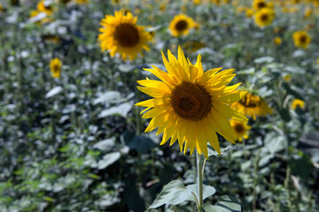 Sunflower field landscape. Field of blooming sunflowers