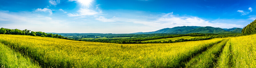 Fototapeta premium the road goes through the field