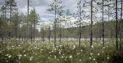Cotton grass in a swamp in wilderness of Kuhmo in Finland