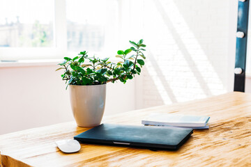 Table on it laptop, computer, flower pot, laptop mouse, work and Internet, home