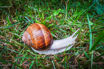 Snail in the grass