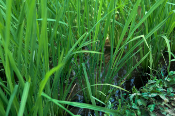 Rice plants in the water, Bali, Indonesia