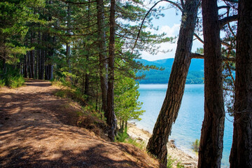Obraz premium The banks of a lake in the pine forest