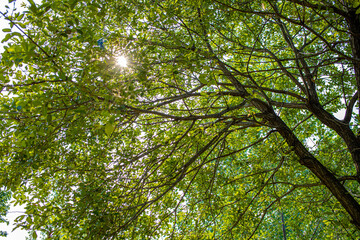Fototapeta na wymiar the sun shining between the thick branches and the leaves.