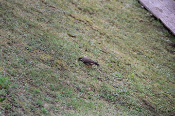 雑草が茂る斜面をうろつくムクドリ