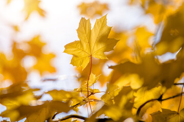 Autumn background-yellow maple leaves in the city Park