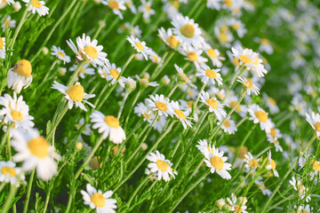 Fototapeta premium Daisies or chamomile grow on the field. Flowers background