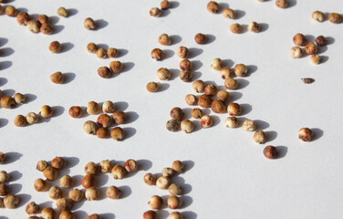 Sorghum seed. The sowing begins.
