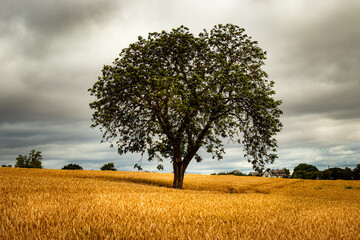 Alter Baum in der Mitte eines goldenen Kornfeldes