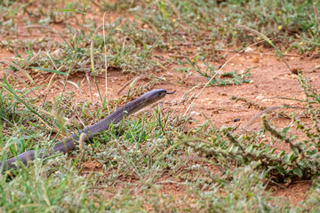 Black Mamba