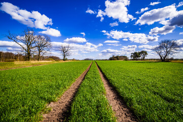 green field and blue sky