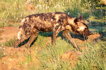 Fototapety na wymiar - Fototapeta24.pl