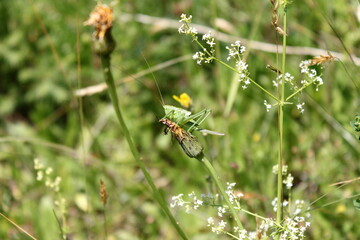 Heuschrecke auf Blume