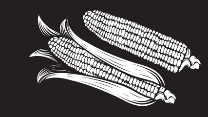 Corn cobs illustration. Sweet corn vector. Farm market. Organic agricalture. Field. Corn ear. Vegetarian. Ripe. Raw. Fresh. Healthy. Popcorn. Vegetable. Food. Isolated on white.