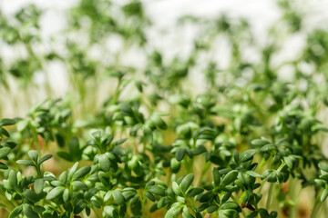 Sprouted seeds in a plastic container. Micro greens grown in a greenhouse