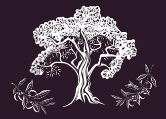 High detail illustration of an old olive tree and olive branches. Hand drawn vector logo for olive oil package production.