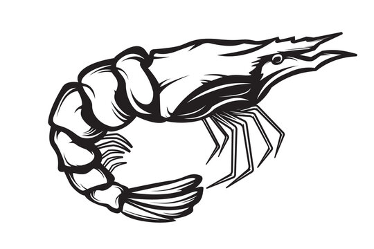 recommend clip art: Graphical sketch of shrimp isolated on white background. Vector sea-food illustration. Prawn illustration for emblem or package.