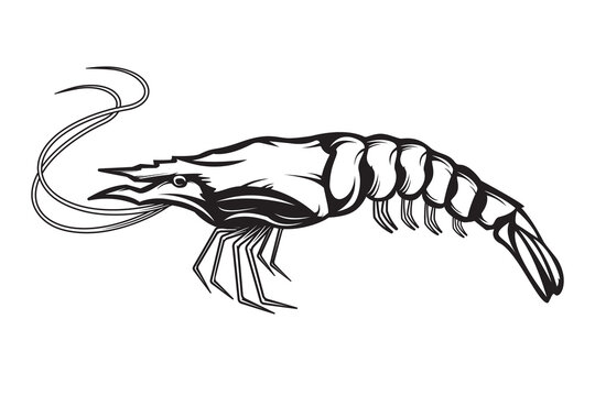 Graphical sketch of shrimp isolated on white background. Vector sea-food illustration. Prawn illustration for emblem or package.