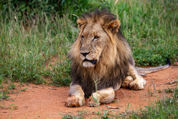 Obraz premium Lion