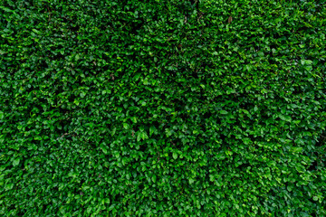 Small green leaves texture background. Evergreen hedge plants. Eco wall. Organic natural...
