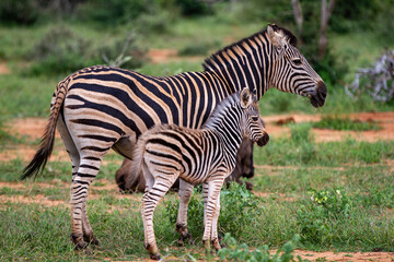Plains Zebra
