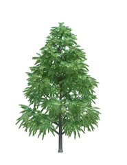 Nature object tree isolated  white  background