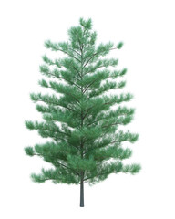 Nature object tree isolated  white  background