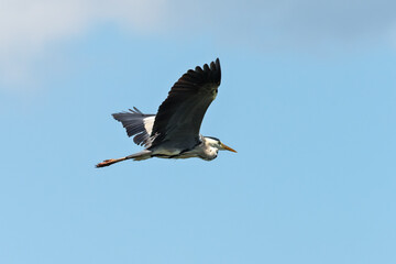A Great Blue Heron Flying. A beautifully large wading bird flying high through the sky.