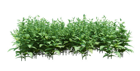 3d Render Brush Tree Isolated  on white